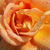 Jaune-rose - Rosiers hybrides de thé - Tapestry